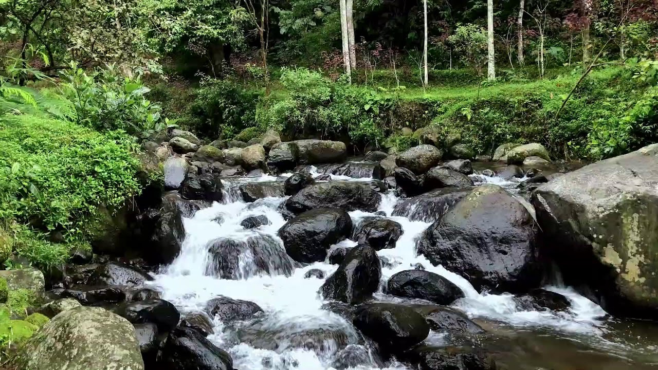 Natural river sound around silent leafy river scenery guiding deeper deep sleep and mental quiet