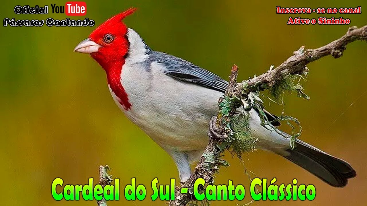 CARDEAL DO SUL CANTO CL&Aacute;SSICO 🐤 🐤 🐥 🐥