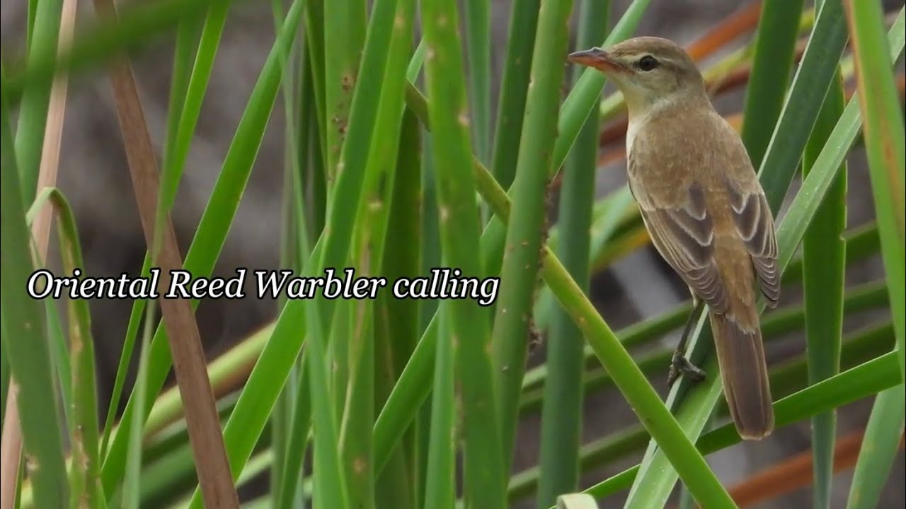 Bird Call: ORIENTAL REED WARBLER, Singapore