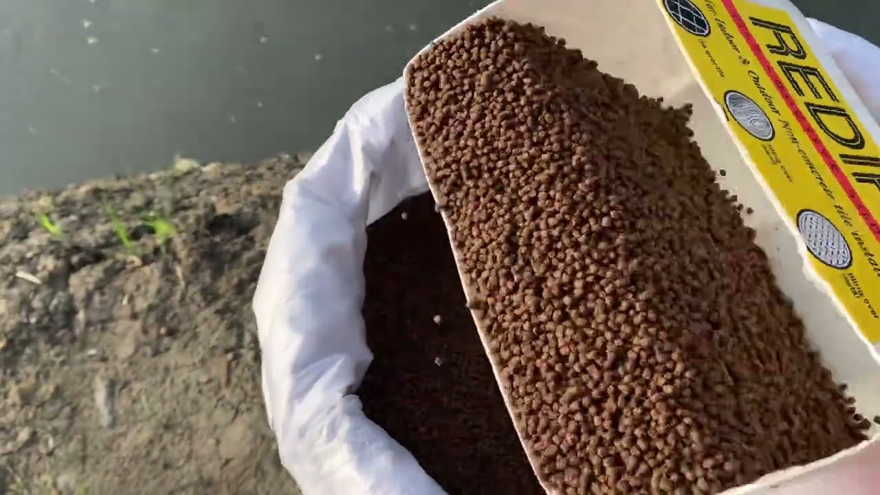 Largest Farm African Catfish | Concrete Pond With and Without Soil , Earth Pond and Hatchery