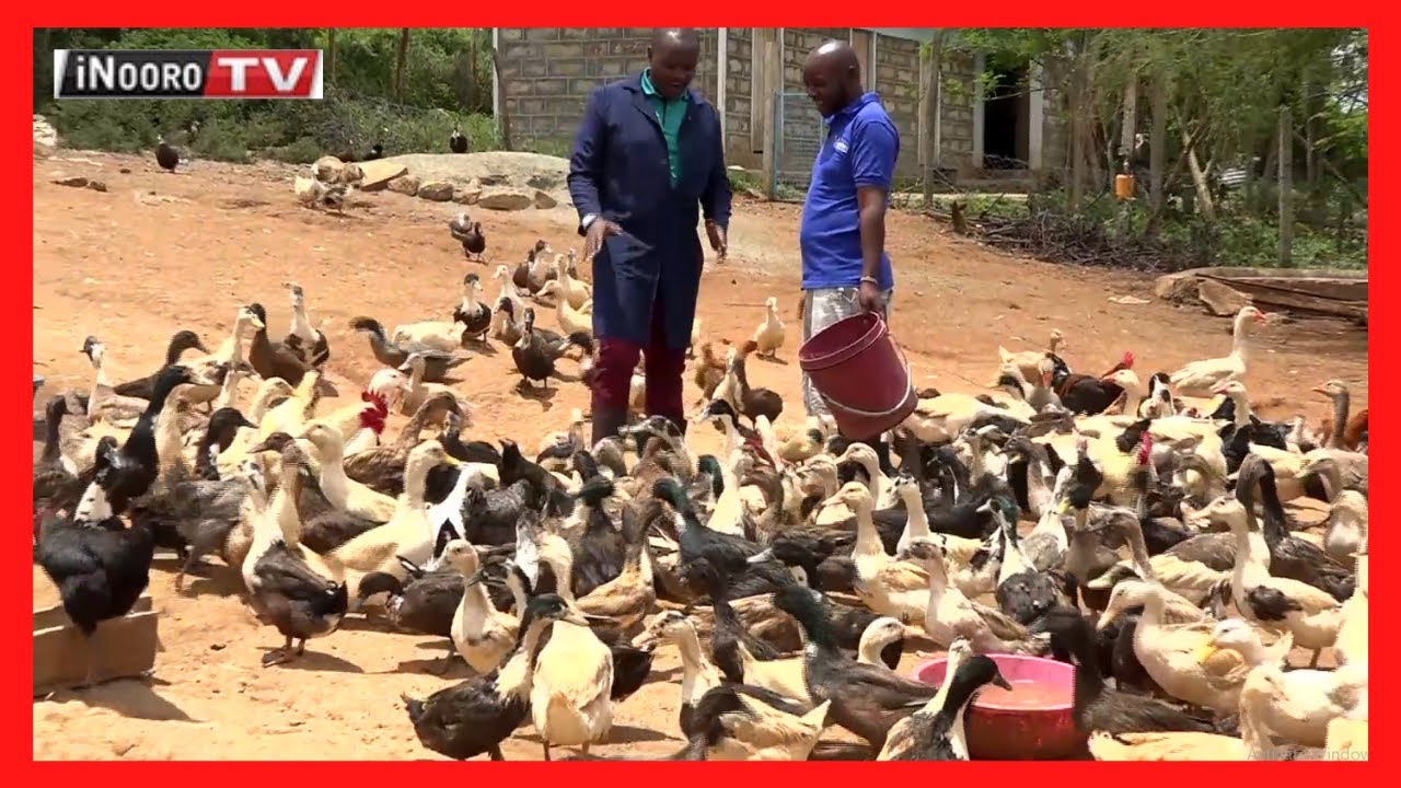 Urimi wa nguku mithemba itiganite mugunda-ini wa Ziwani Ngoliba, Kiambu; MUGAMBO WA MURIMI PART 1