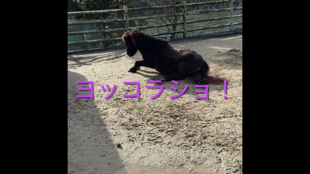 咄嗟の行動に驚愕！四日市市ふれあい牧場のとある日のアンズ（ポニー）