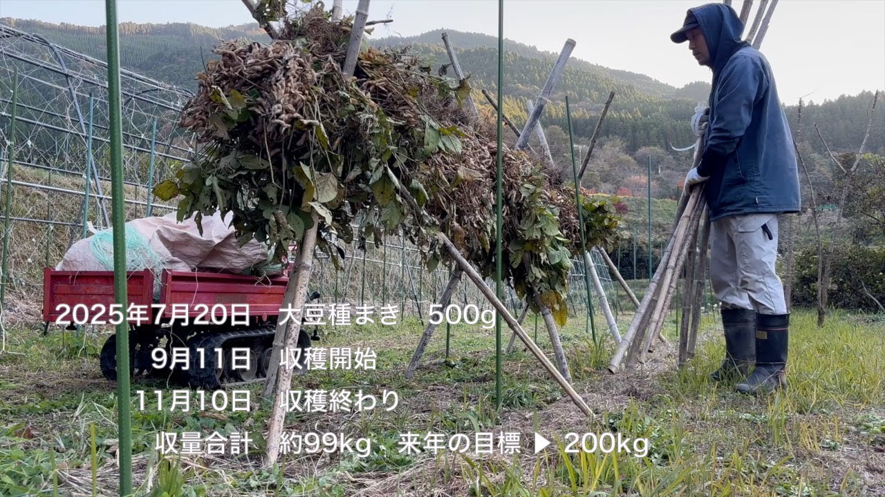 2025大豆栽培まとめ野菜作りの成績表2025/11/10-01
