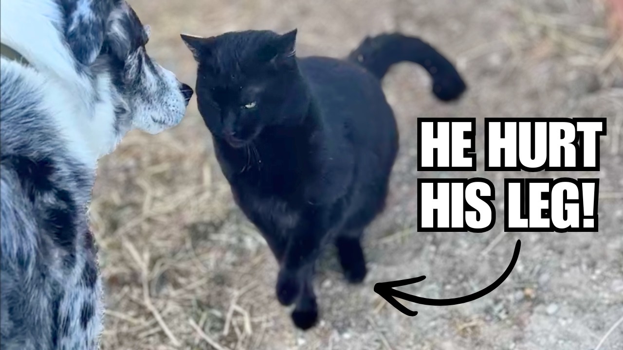 Ranch update ~ Preparing for Spring ~ Our new cat got attacked!
