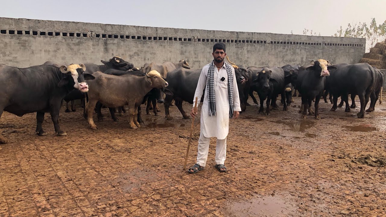 Neeli Ravi buffalos 🐃 ਕਰੋ ਸ਼ੋਕ ਪੂਰਾ 