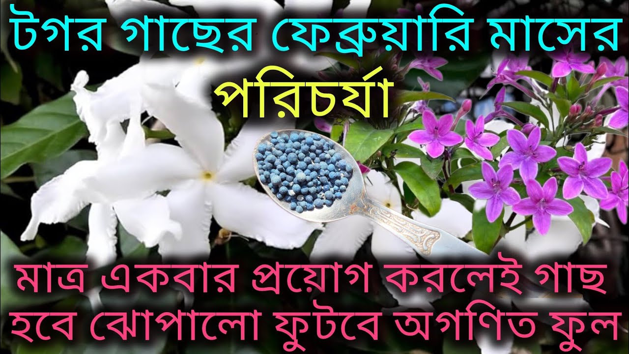 টগর গাছের ফেব্রুয়ারি মাসের পরিচর্যা/Tagar flower plant care/Tagar gacher porichorja/Organic care.