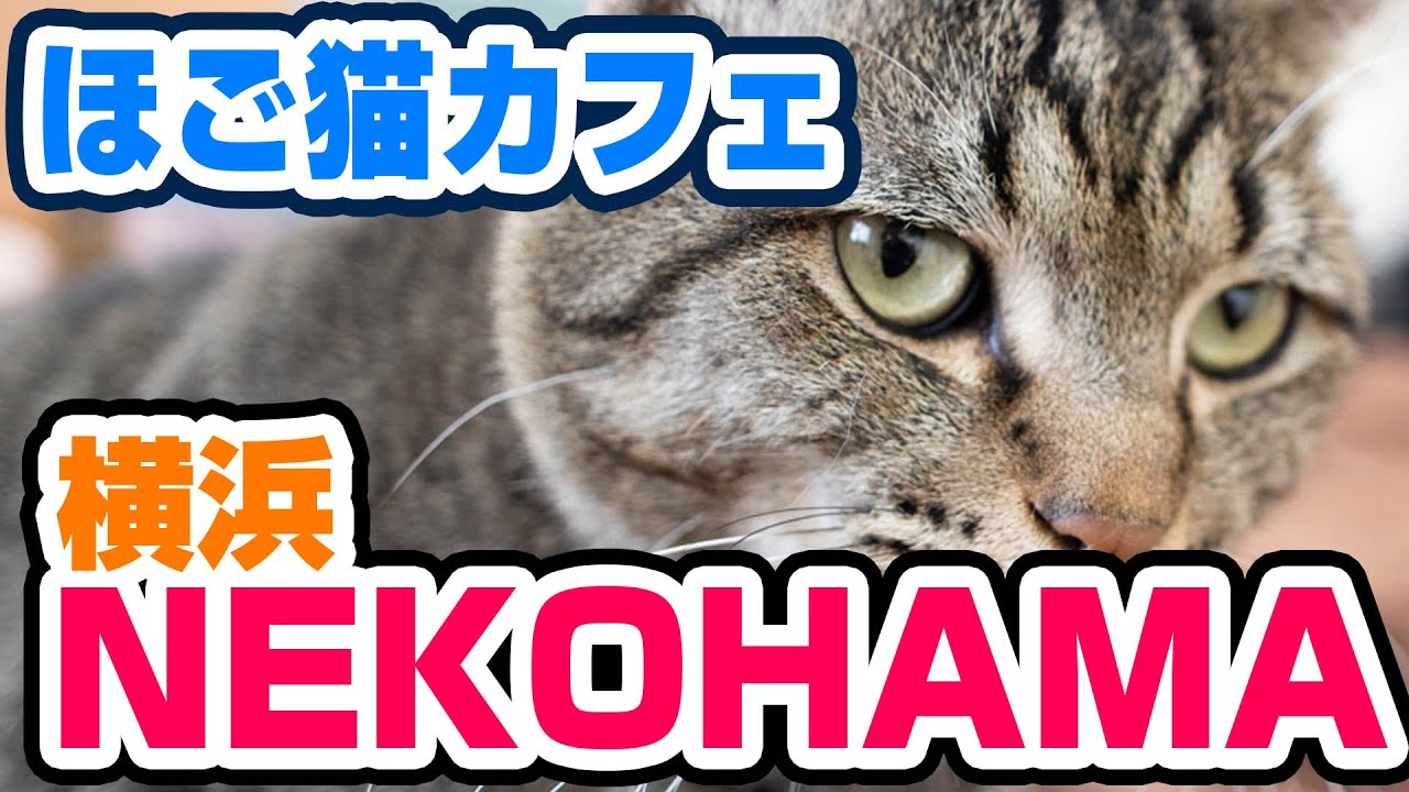 横浜にあるほご猫カフェ、NEKOHAMAのレビュー！