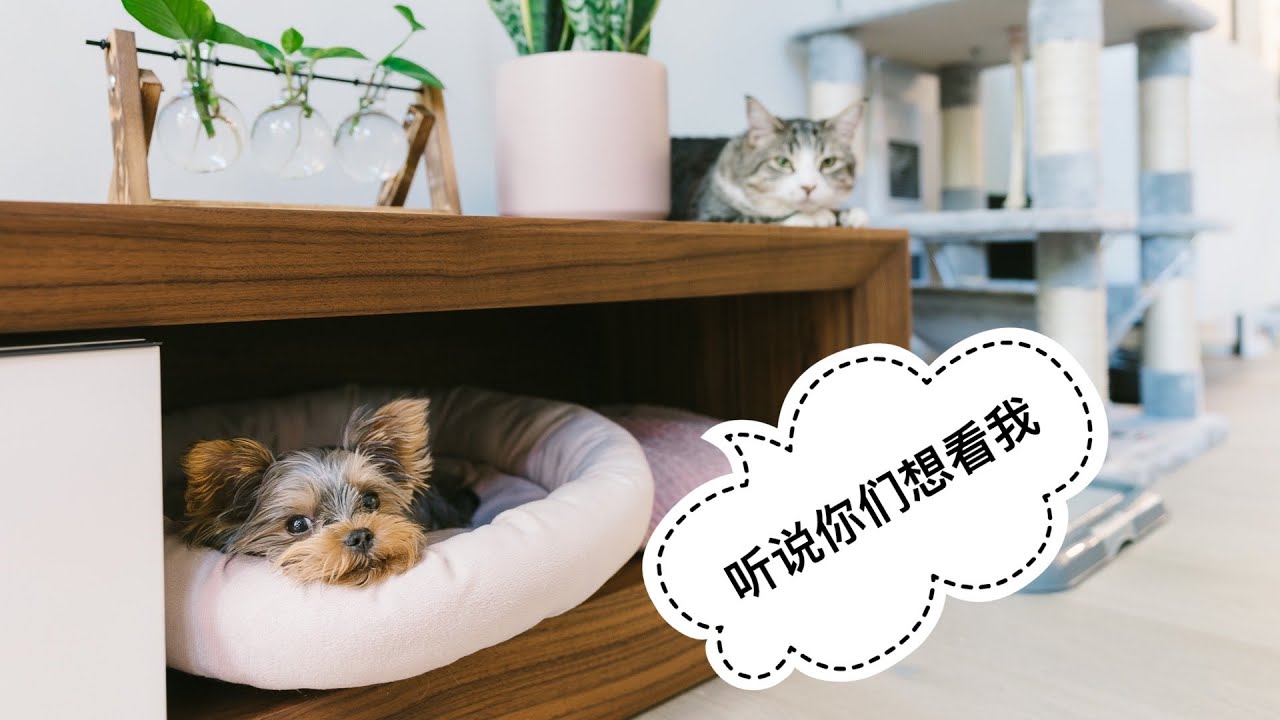 六個月的茶杯約克夏與六歲貓咪的日常互動 - Teacup Yorkie Puppy - 溫哥華小日常