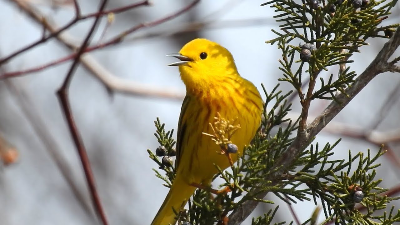 American Yellow Warbler