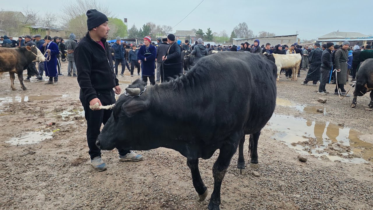 SHO'RCHI BOZORIDAMIZ 15.03.2026y