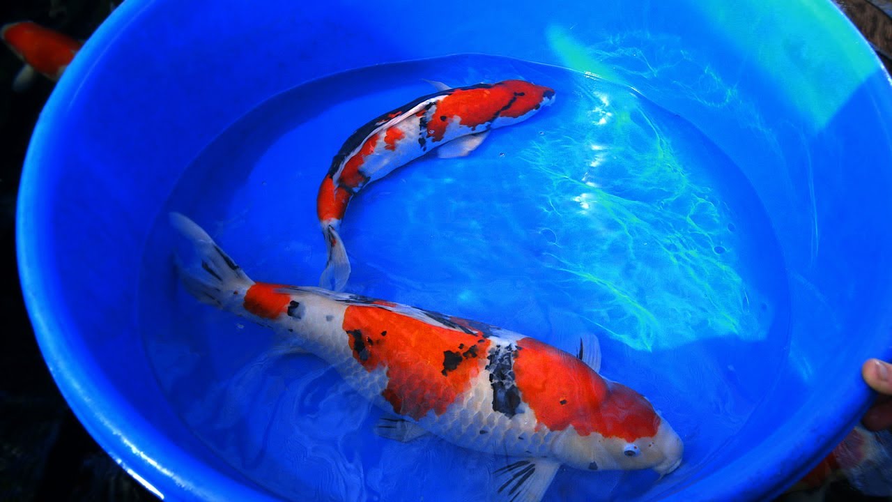 Koi Carp Male and Female Fish Identification 1 of 3
