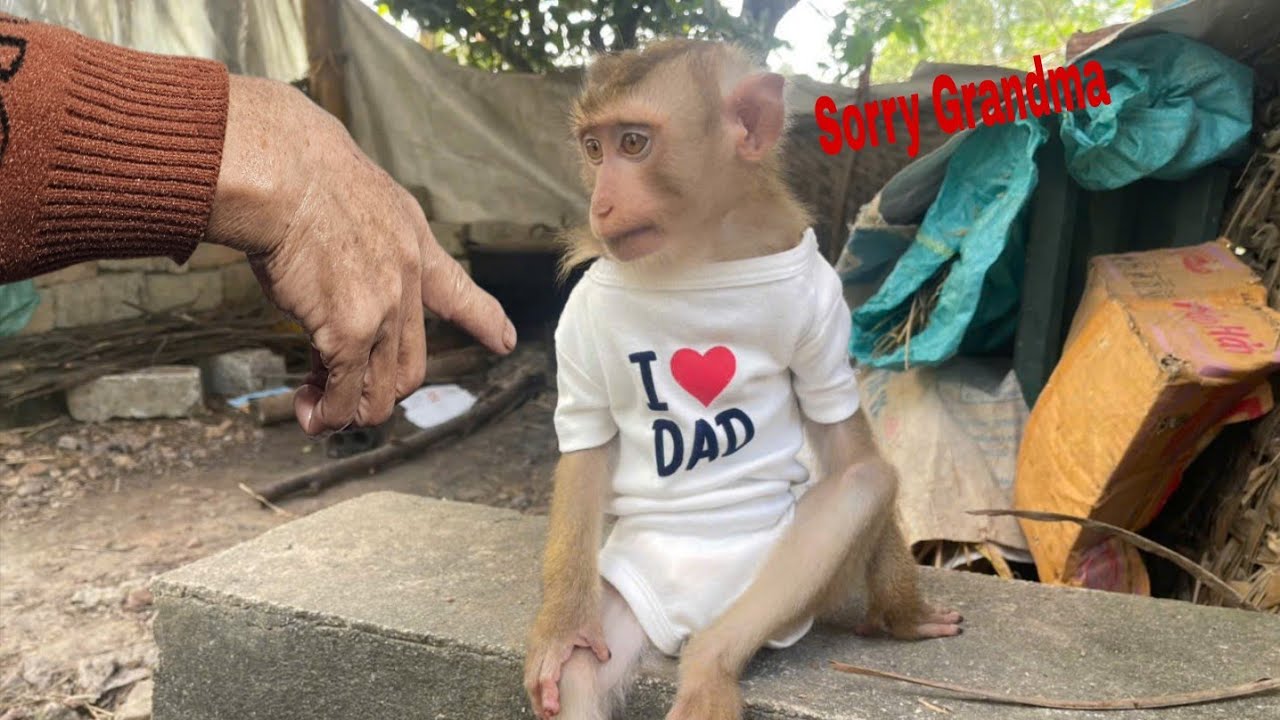 Ба Кан преподает обезьянке Ламбо урок терпения.