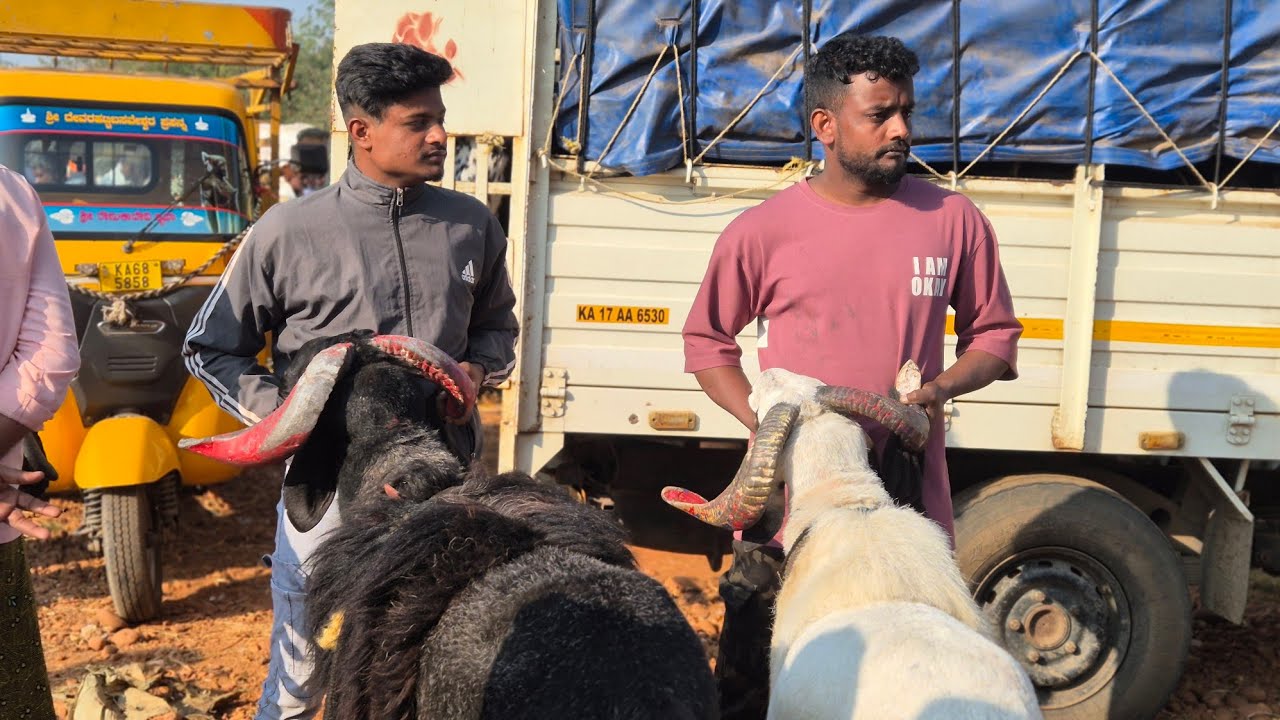 Honnalli sheep and goats market update Every Wednesday morning bazar Karnataka India