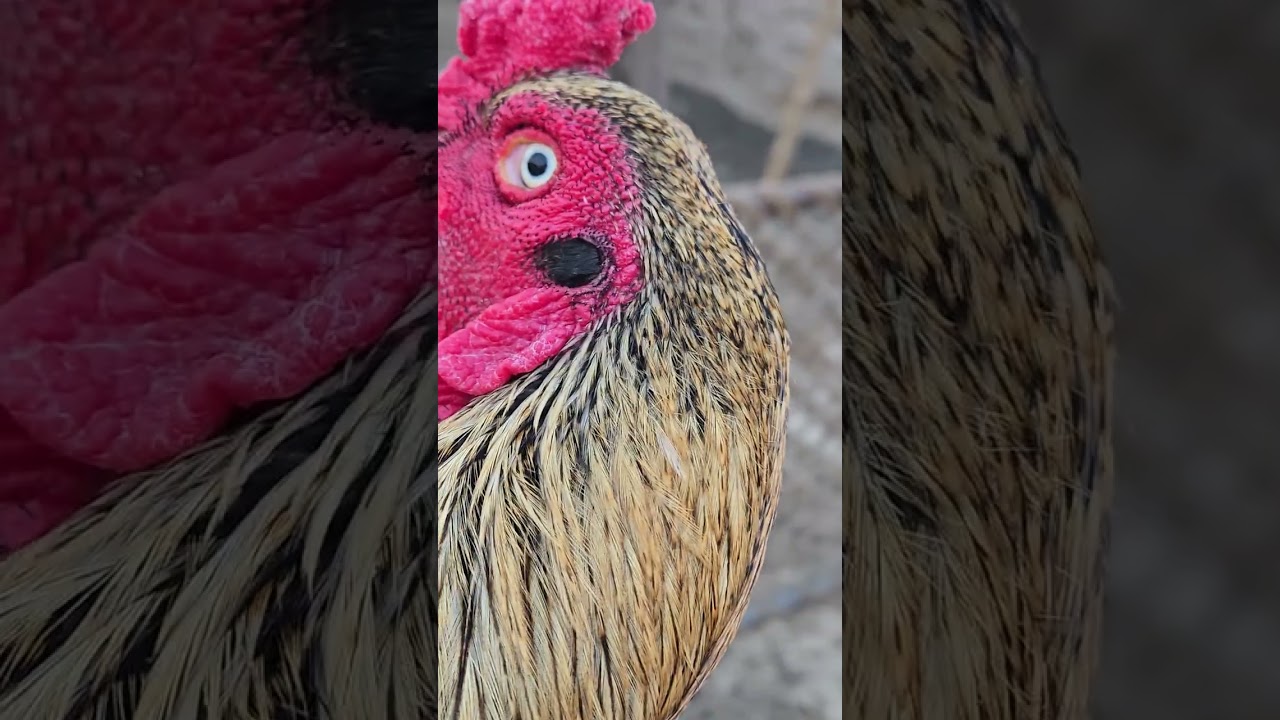 Sava topla #tag band and khula kill cross #tag ##legend #foryou 