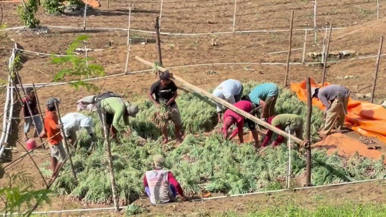 suasana di kampung halaman indonesia