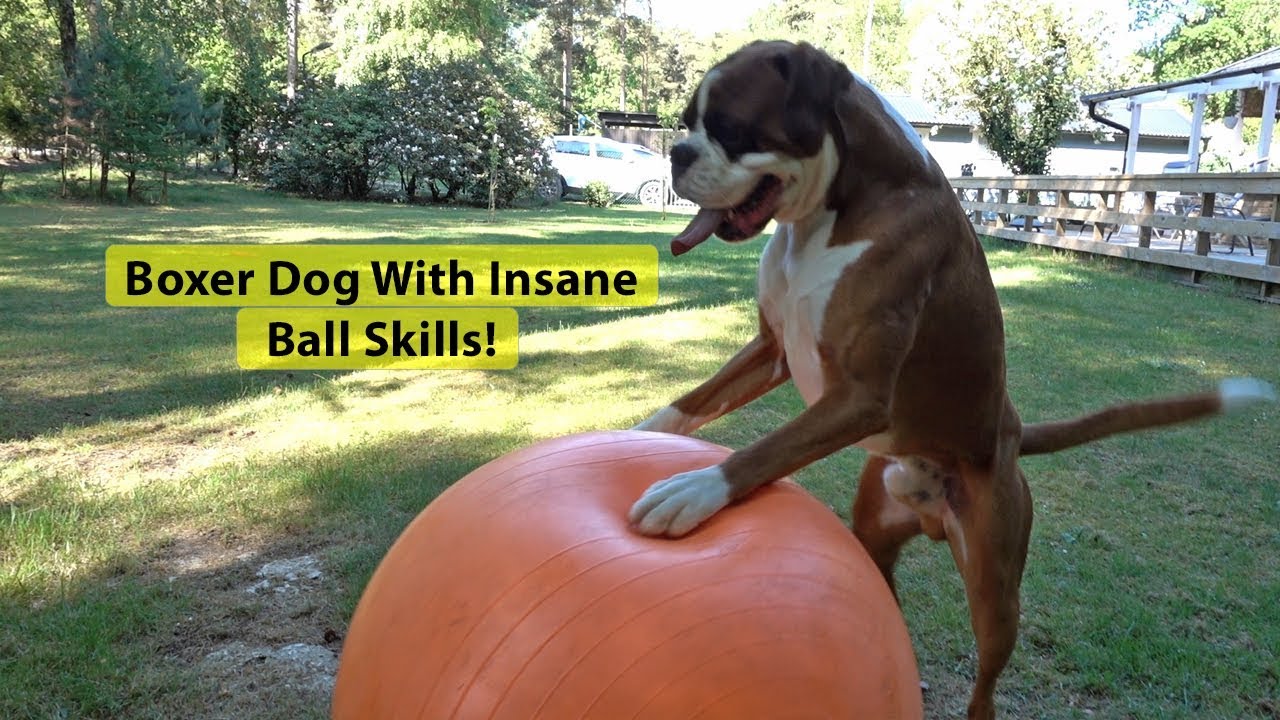 Boxer Dog With Insane Ball Skills! FIFA World Cup Soccer ⚽ 2018