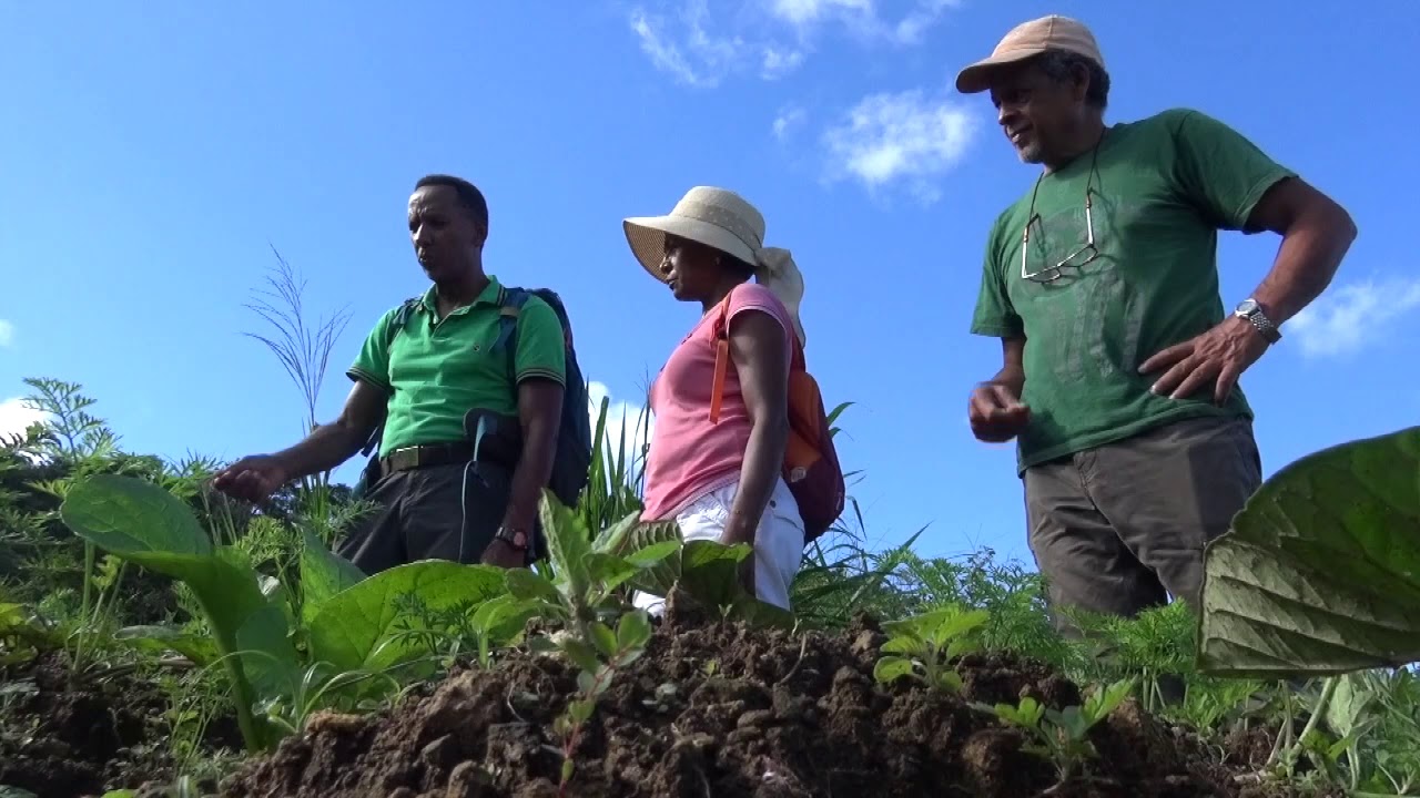 TAKTAK RANDONNEE MORNE VERT