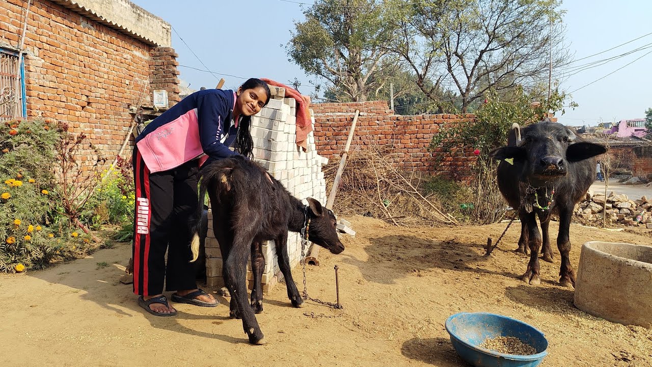Beti ne bhans pala😁😂 || Bhans ke sath khela🐃🐃 || Anasuya Parida 
