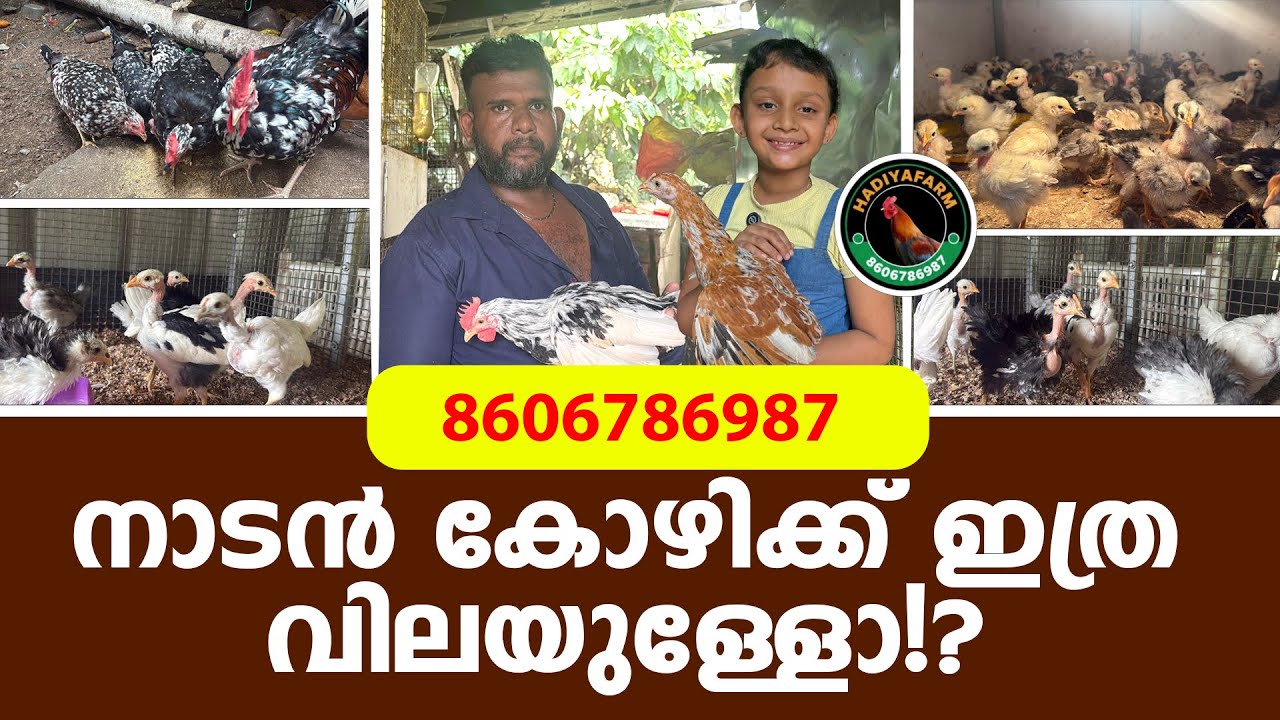 നാടൻ കോഴിക്ക് ഇത്ര വിലയുള്ളോ!?