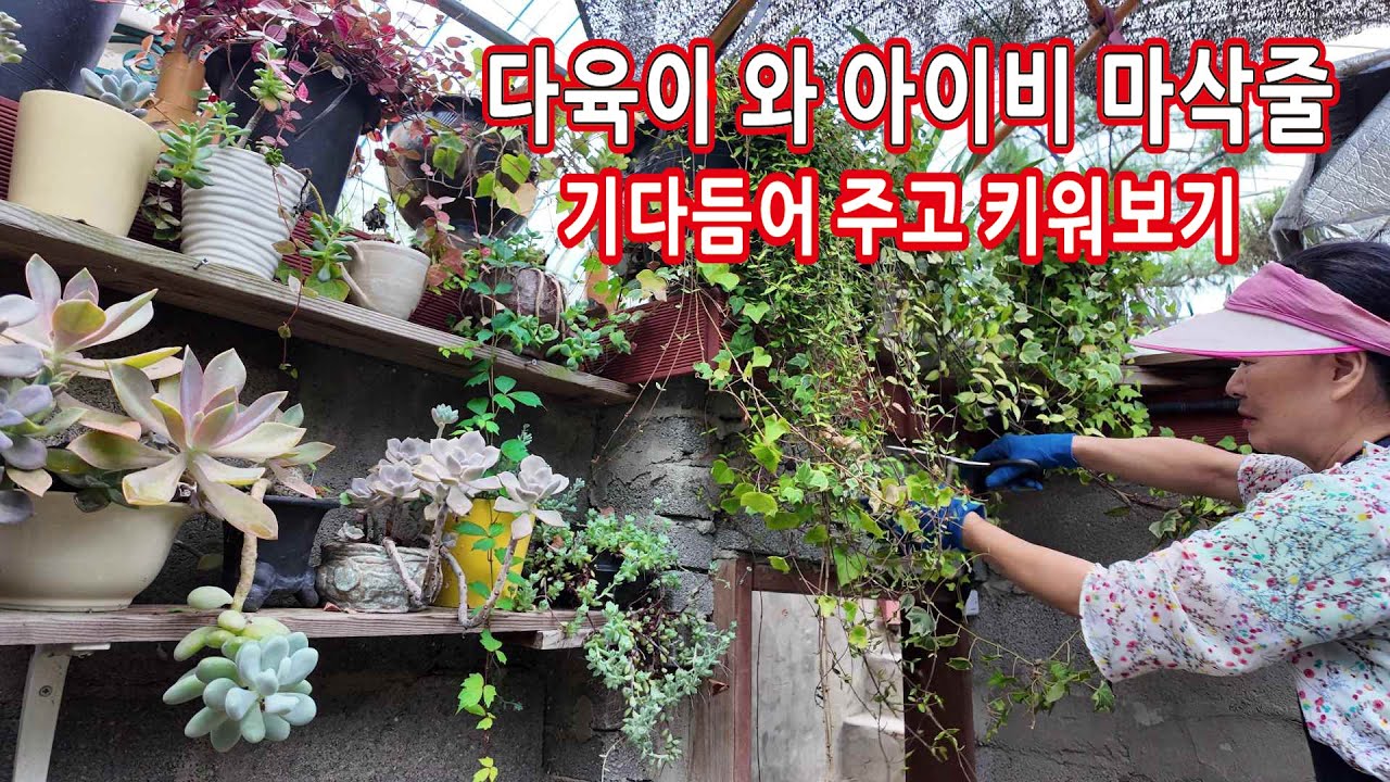 다육이와 아이비 마삭줄 예쁘게 다듬어 주고 키우기