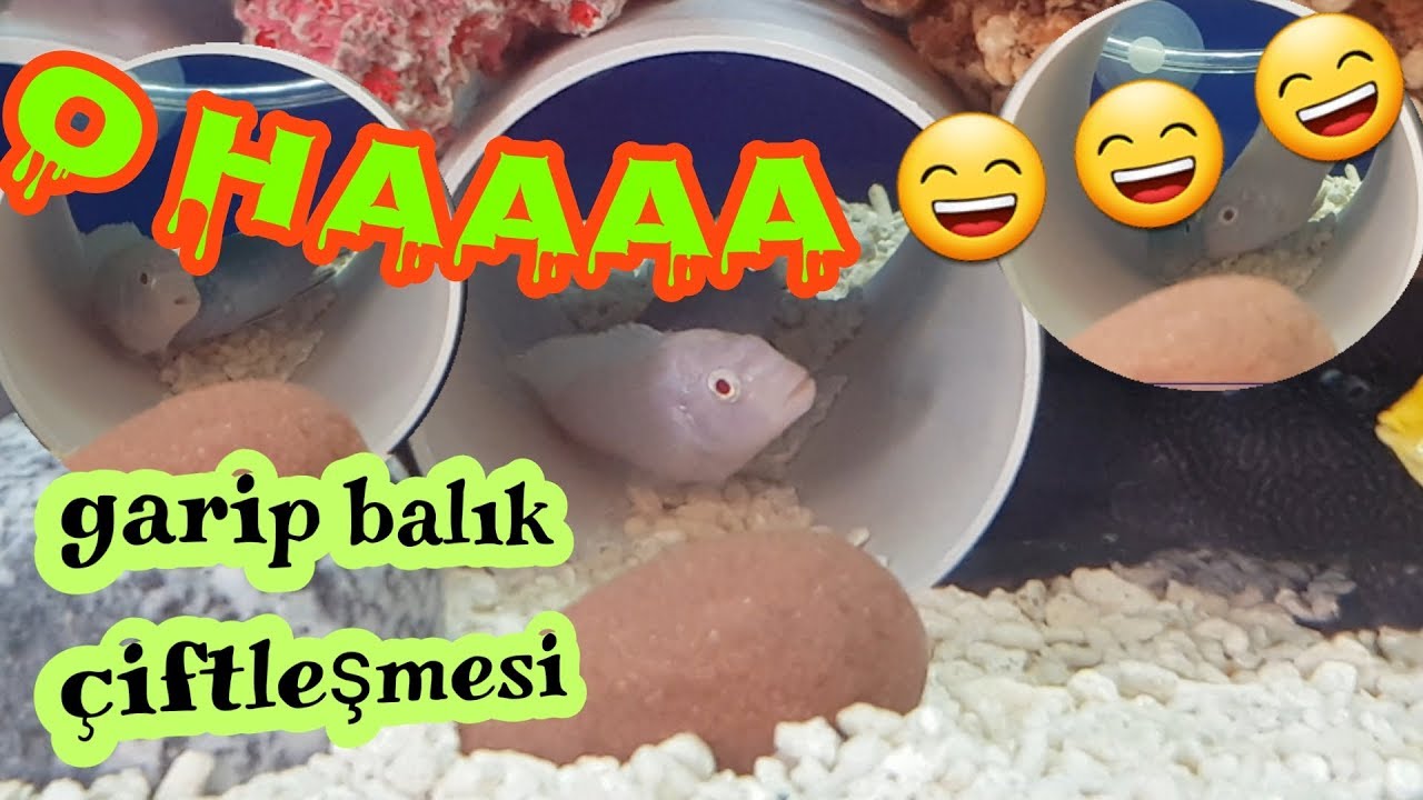 BEYAZ PRENSESİN ÇİFTLEŞME HEYECANI, akvaryum balıkları, ciklet akvaryumu,