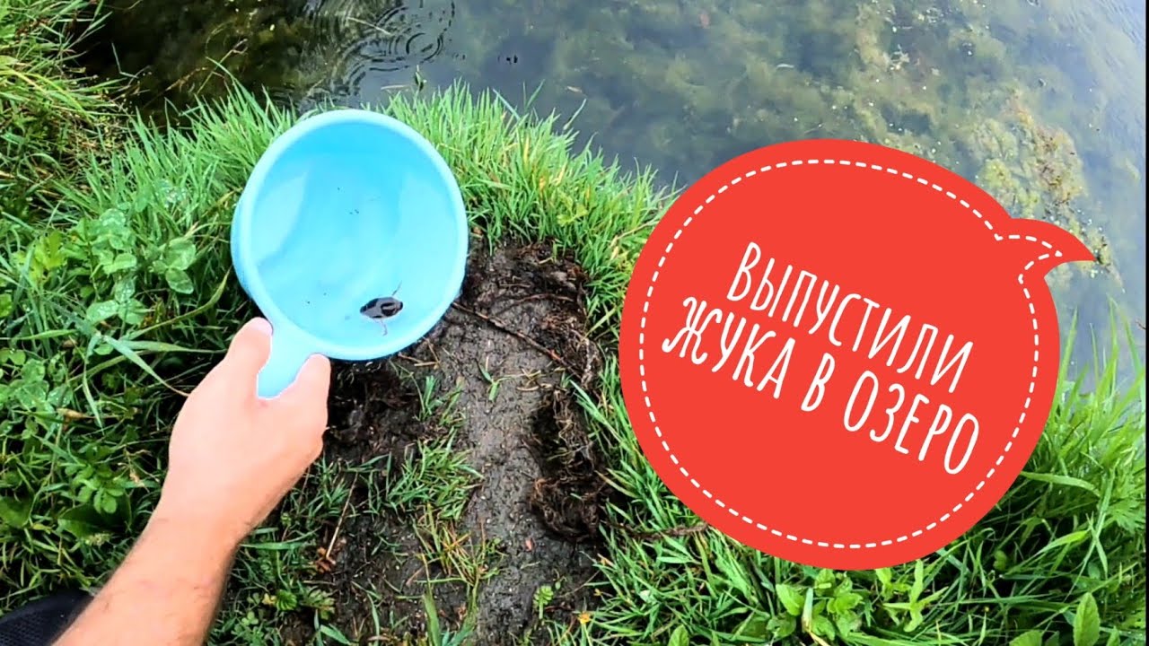Выходные на даче. Выпустили жука в озеро #дача #печуркинадача #жук