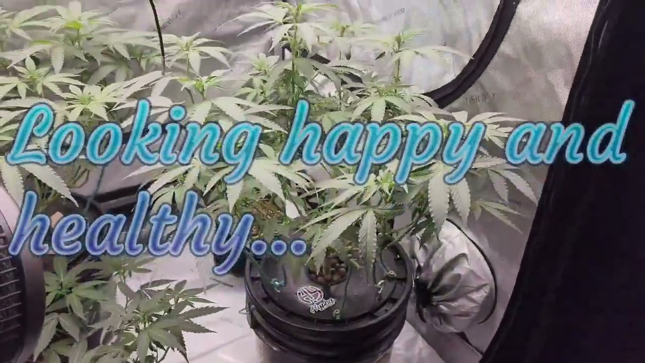 MAC-1 CAPS CUT Week 2 of flower #mac1