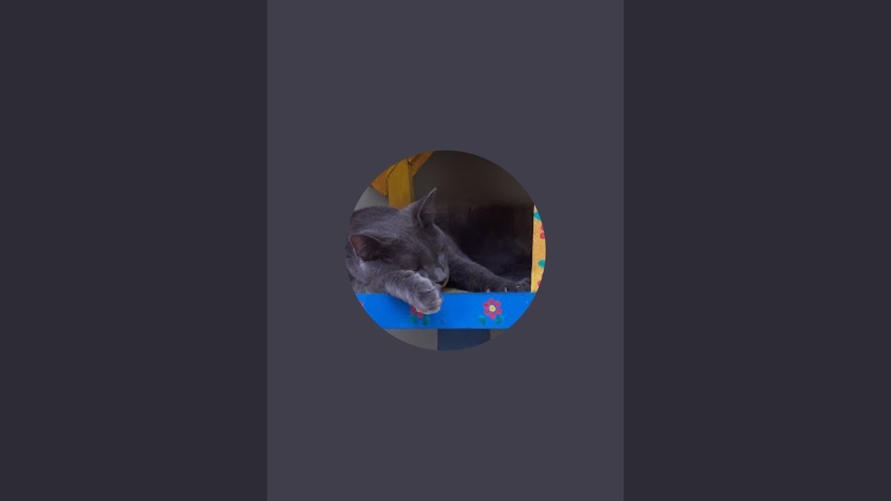 Gatinhos carinhosos Brasil está ao vivo!