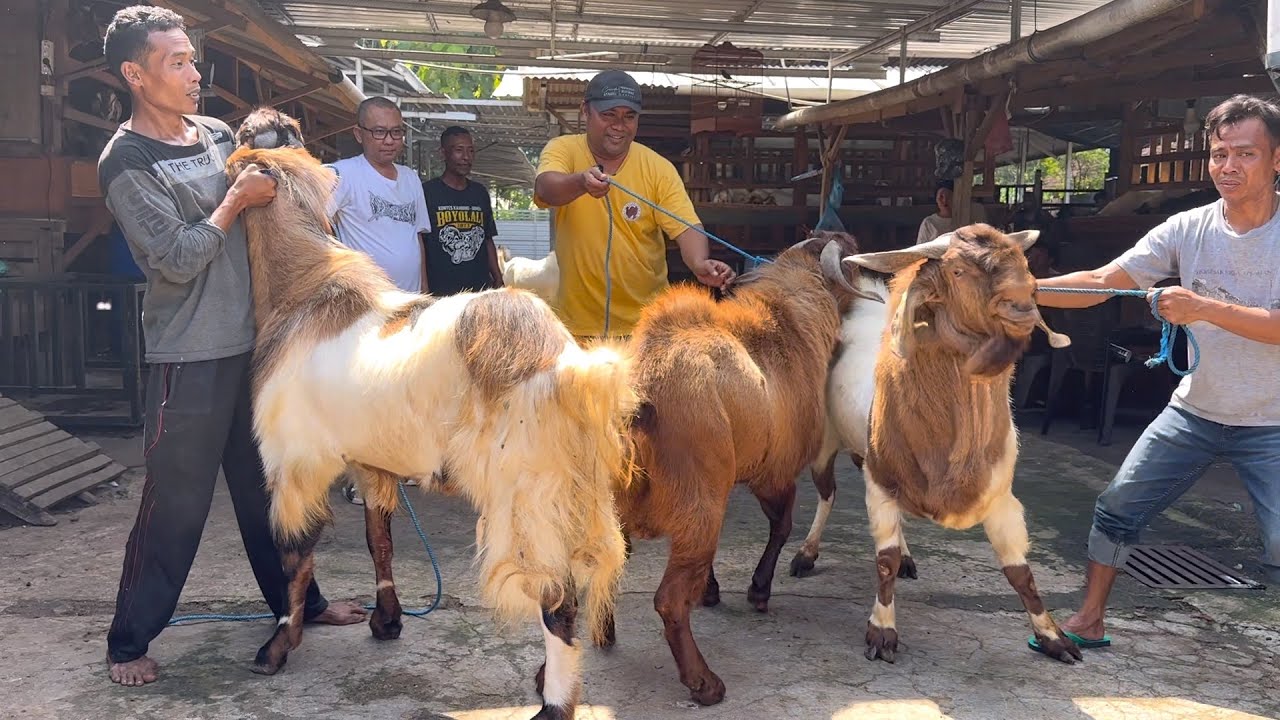 PUSAT KAMBING RAKSASA JATENG, ongkir  200rb 🔥