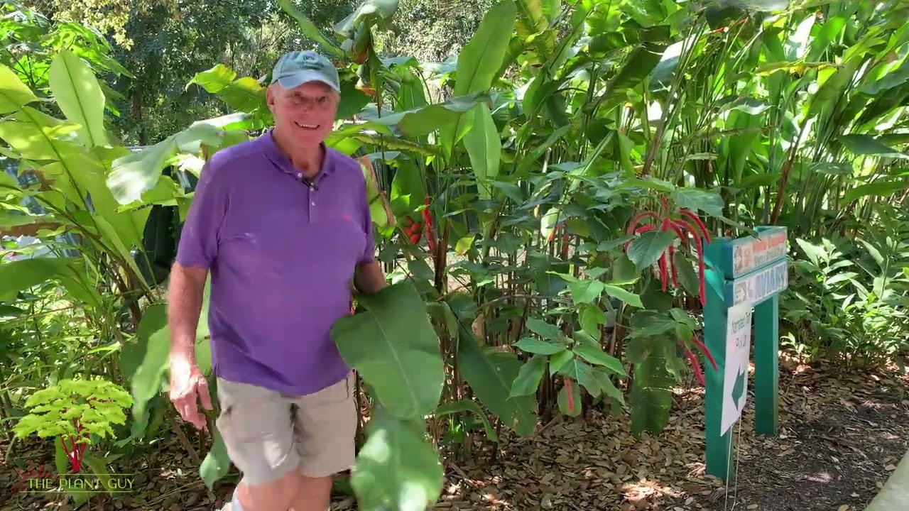 Want Big, Bold Blooms? Here&rsquo;s What Heliconia Needs!