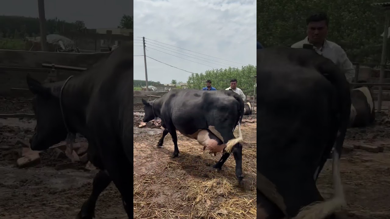 🔥 50L MILK COW #girlando #Heavy #Dairy #Farm #Cow #Breed #viral #video #maharashtra #shorts #reels