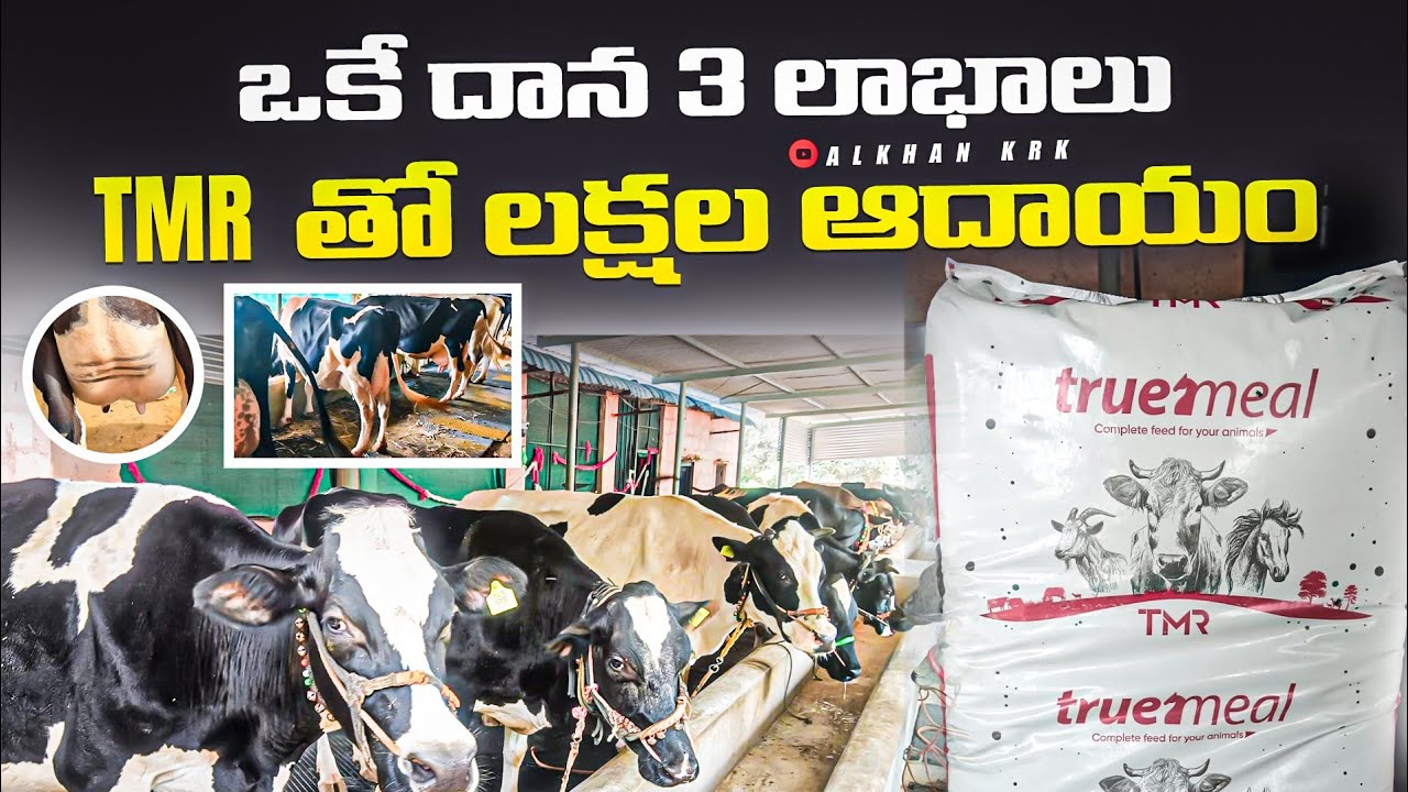 TMR దాణా తో నెలకు లక్షల్లో ఆదాయం 20 ఆవుల డైరీ 9966554021/ Dairy Farm in telugu #dairyfarm