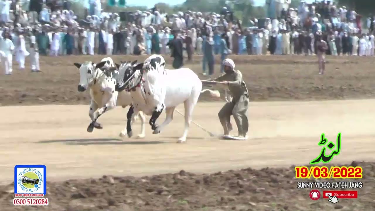 BullRrace In Pakistan (Lund )19 03 2022