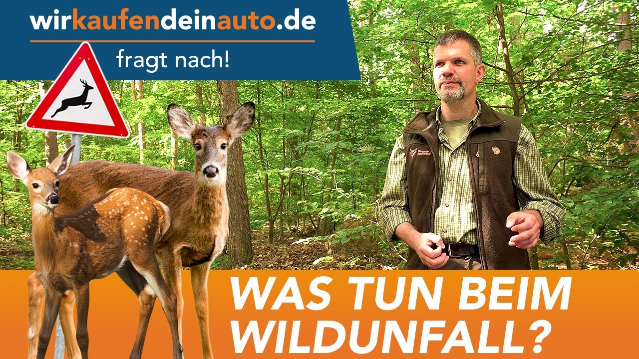 Wildunfall: So verhältst du dich richtig!