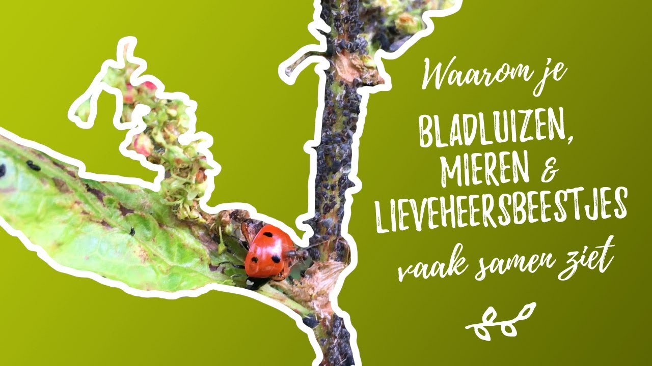 Waarom je bladluizen, mieren en lieveheersbeestjes vaak samen ziet