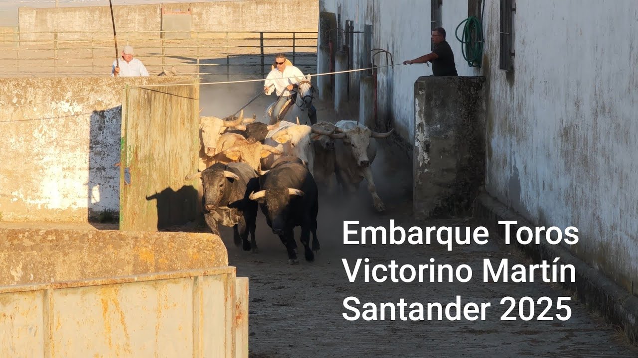 Embarque toros Victorino Martín para Santander 25.7.2025 para El Cid, Roca Rey y Jarocho