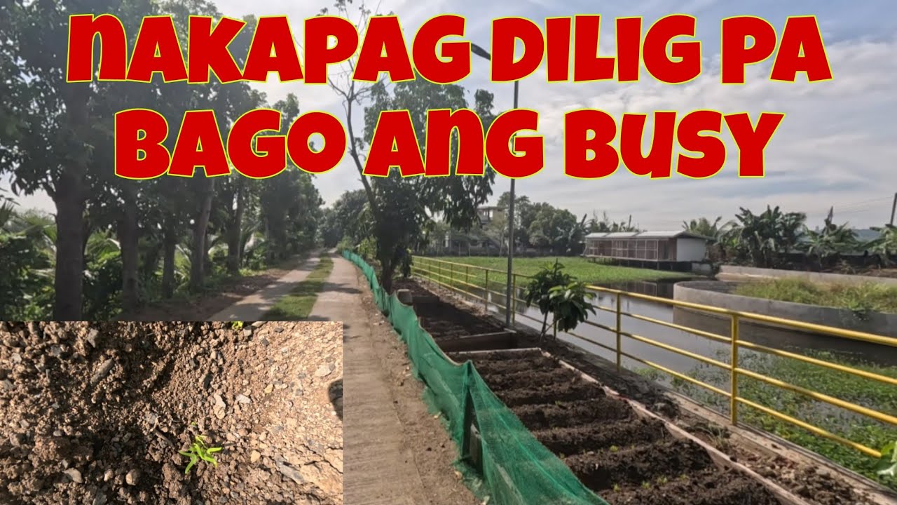 2 plots na lang ang walang tubo | Diligan muna natin bago pa mag busy
