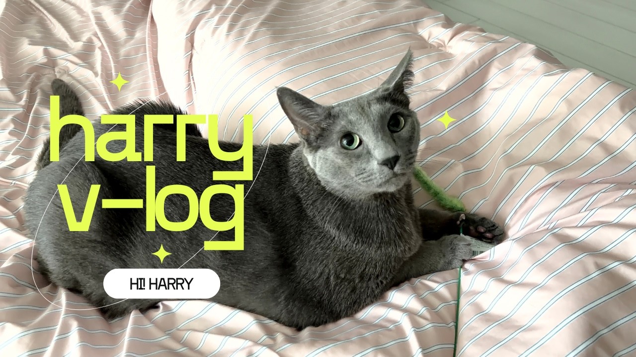 Hi! harry| 광장시장,동대문 서울나들이 🐽 | 냥냥펀치 고양이 브이로그 🐾
