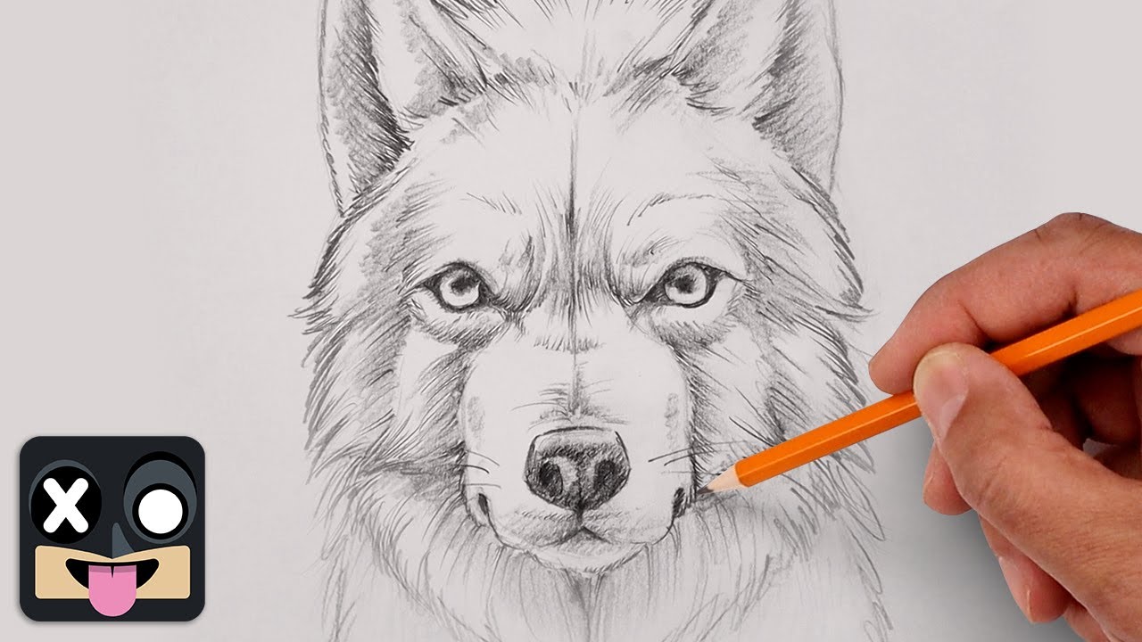 How To Draw a Dire Wolf | Sketch Tutorial