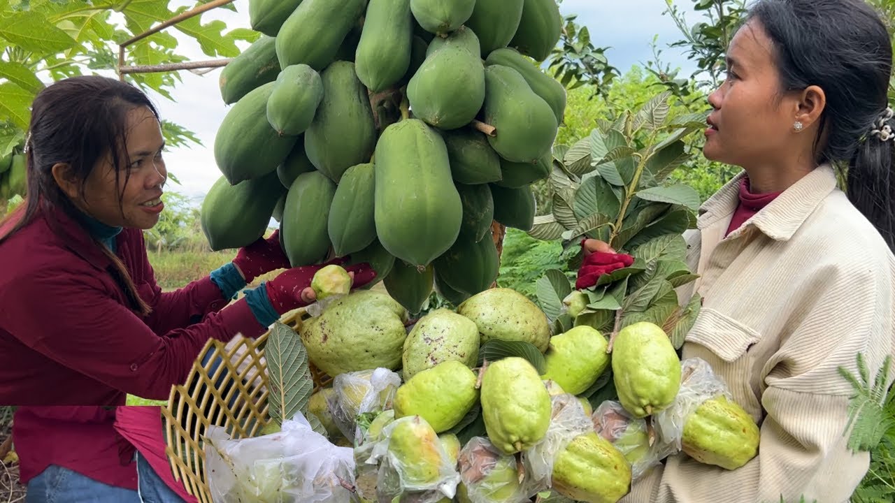 ផ្លែល្អណាស់ ត្របែកអត់គ្រាប ឬត្របែកគីឡូ សាច់ស្រួយរសជាតិឆ្ងាញ់