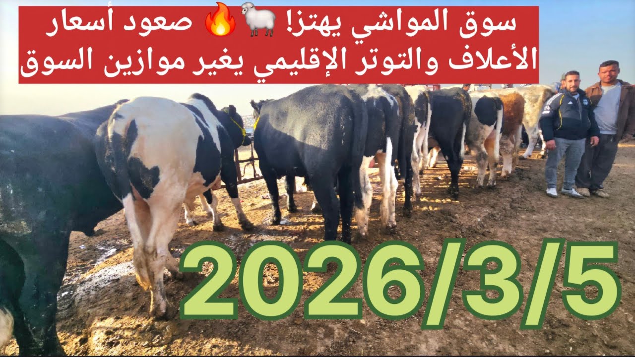 سوق المواشي يهتز! 🐑🔥 صعود أسعار الأعلاف والتوتر الإقليمي يغير موازين السوق