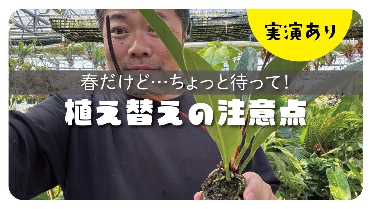 【作業動画】植え替えて良い株とよくない株の見分けかたを解説‼️