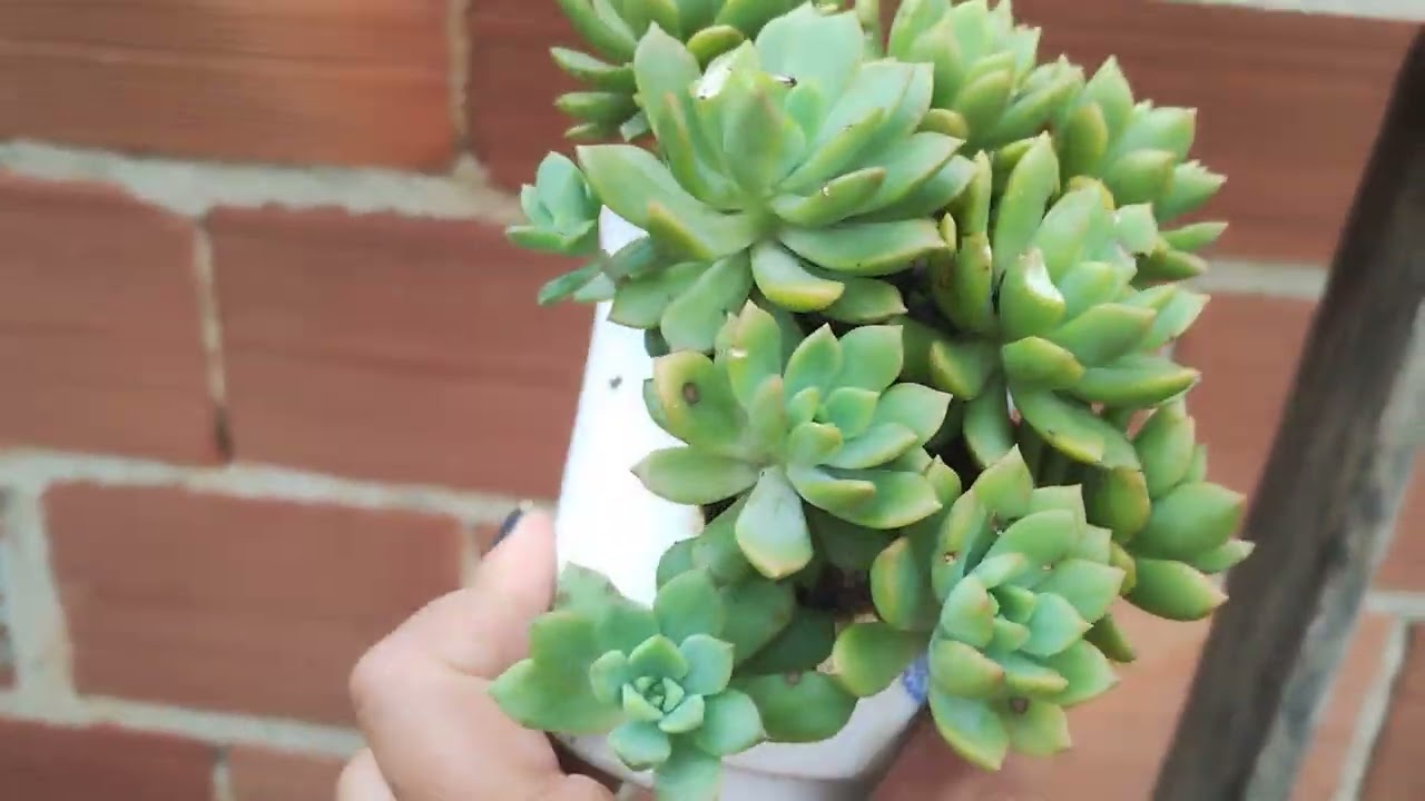 Suculentas fungadas outras queimadas 🙀🏡 desafio de cultiva las no verão 