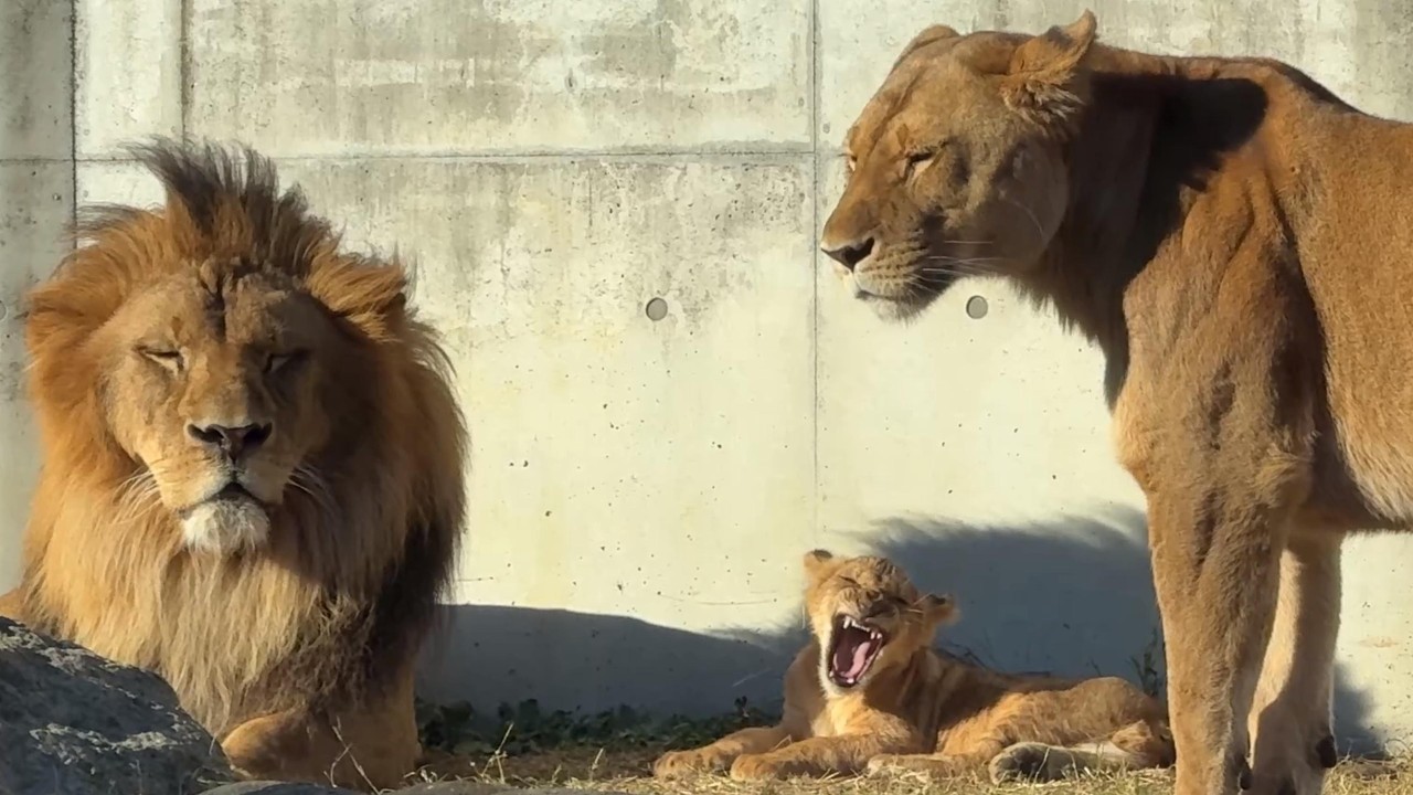番外編 パパとママとのんびり仔ライオン【番外編】【豊橋総合動植物公園のんほいパーク】ライオン