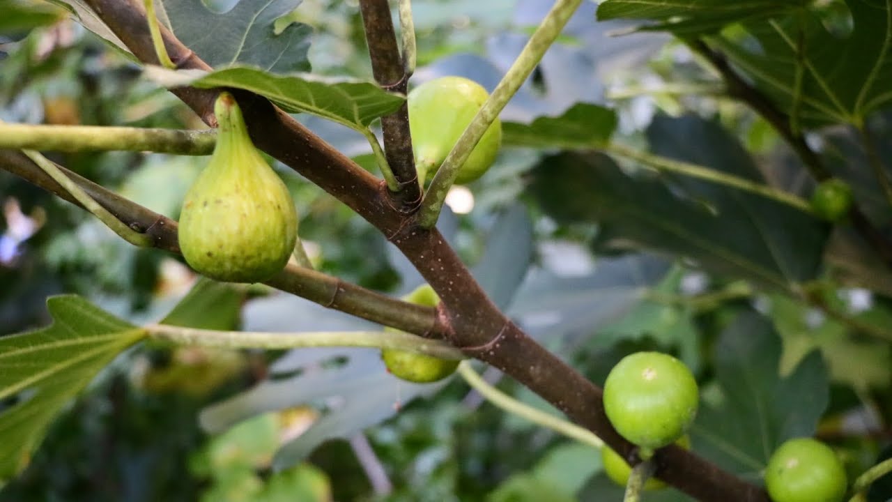Green Michurinska Fig | Comprehensive Fig Variety Review