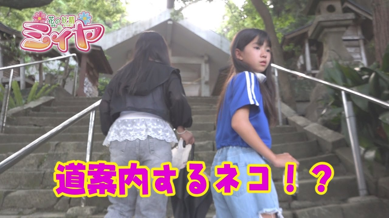 吾平津神社で出会った小さな奇跡♪ 可愛いネコさんが花の妖精たちの神社参拝の道案内をしてくれました！ この先、何か良いことがあるといいですね～♪
