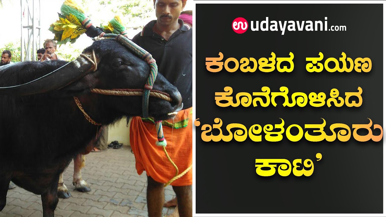 Kambalaದ ಪಯಣ ಕೊನೆಗೊಳಿಸಿದ  ‘ಬೋಳಂತೂರು ಕಾಟಿ’  | Legendary Kambala buffalo Bolanathuru Kati is no more