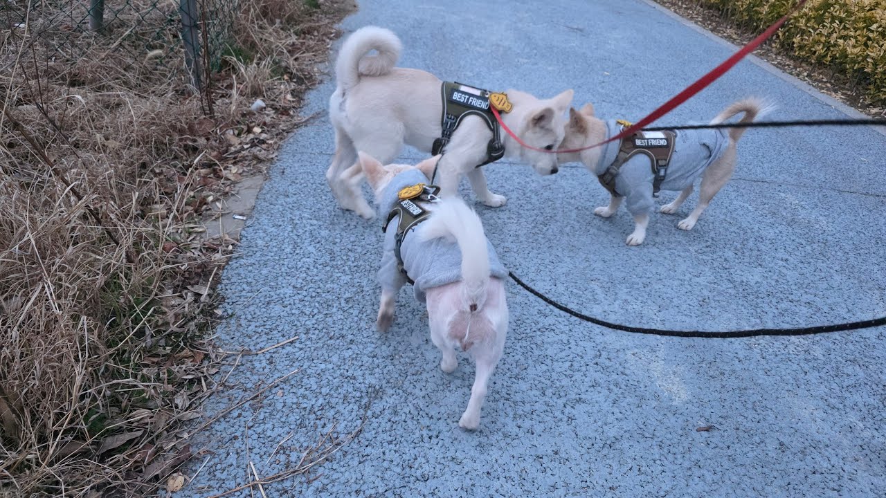 26년 3월 9일 오전 댕댕이 3마리의 산책시간