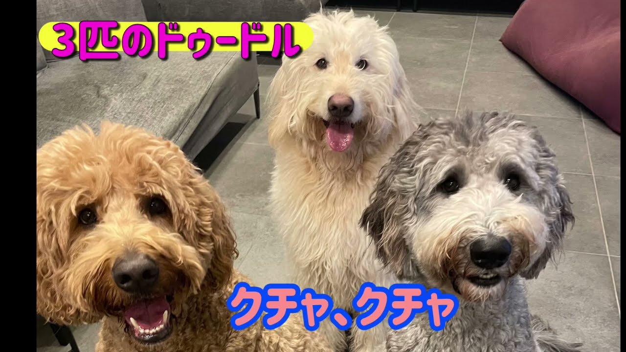 クチャクチャ