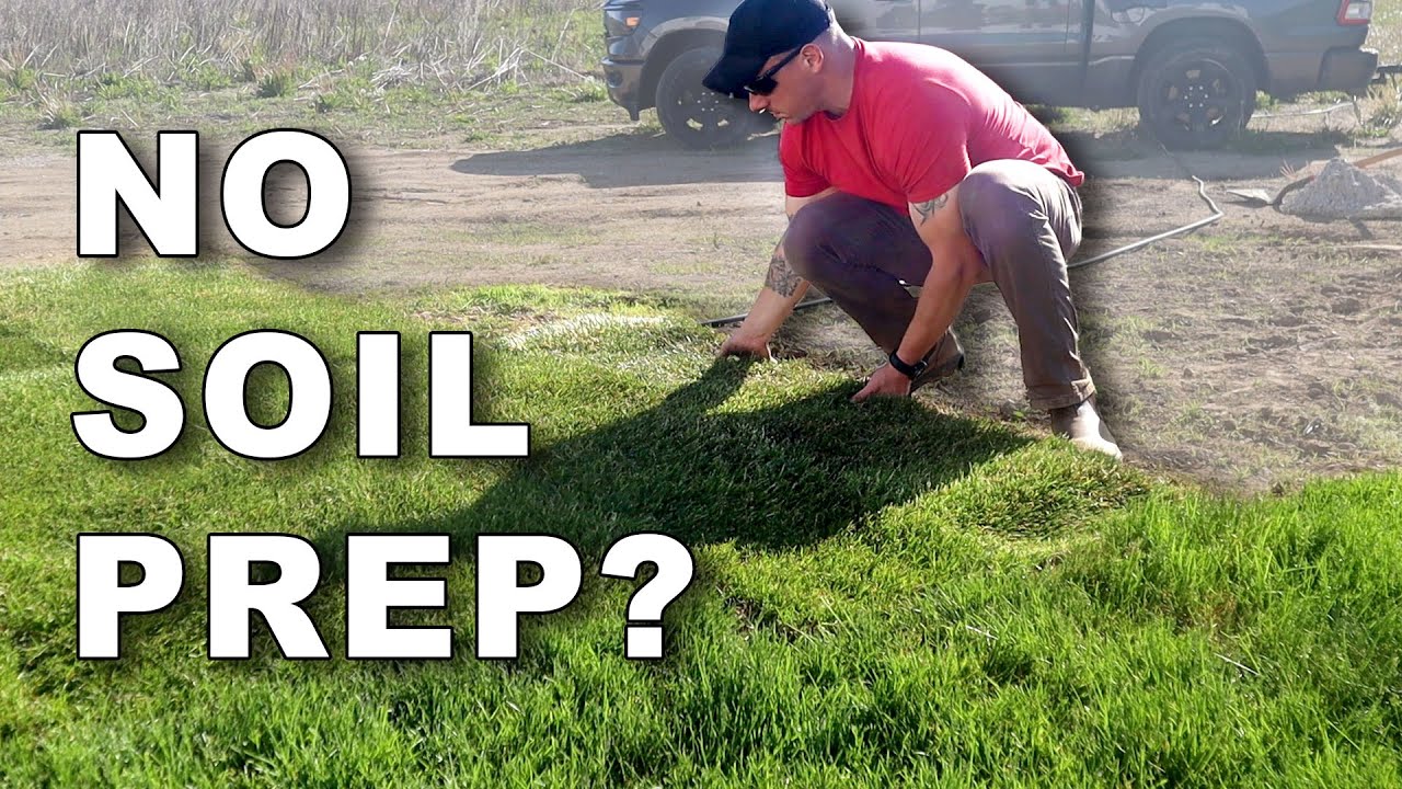 The Easiest Sod Installation Ever | NO Soil Prep - Did It Work? | Pros & Cons Kentucky Bluegrass